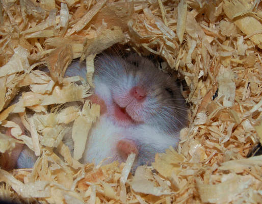 laughin hamster