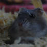 Spying hamster