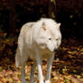 Arctic Wolf