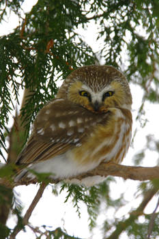 Northern Saw Whet Owl