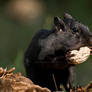 Black Chipmunk