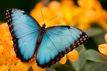 Peleides Blue Morpho