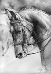 Dressage horse by Arabian-Alice