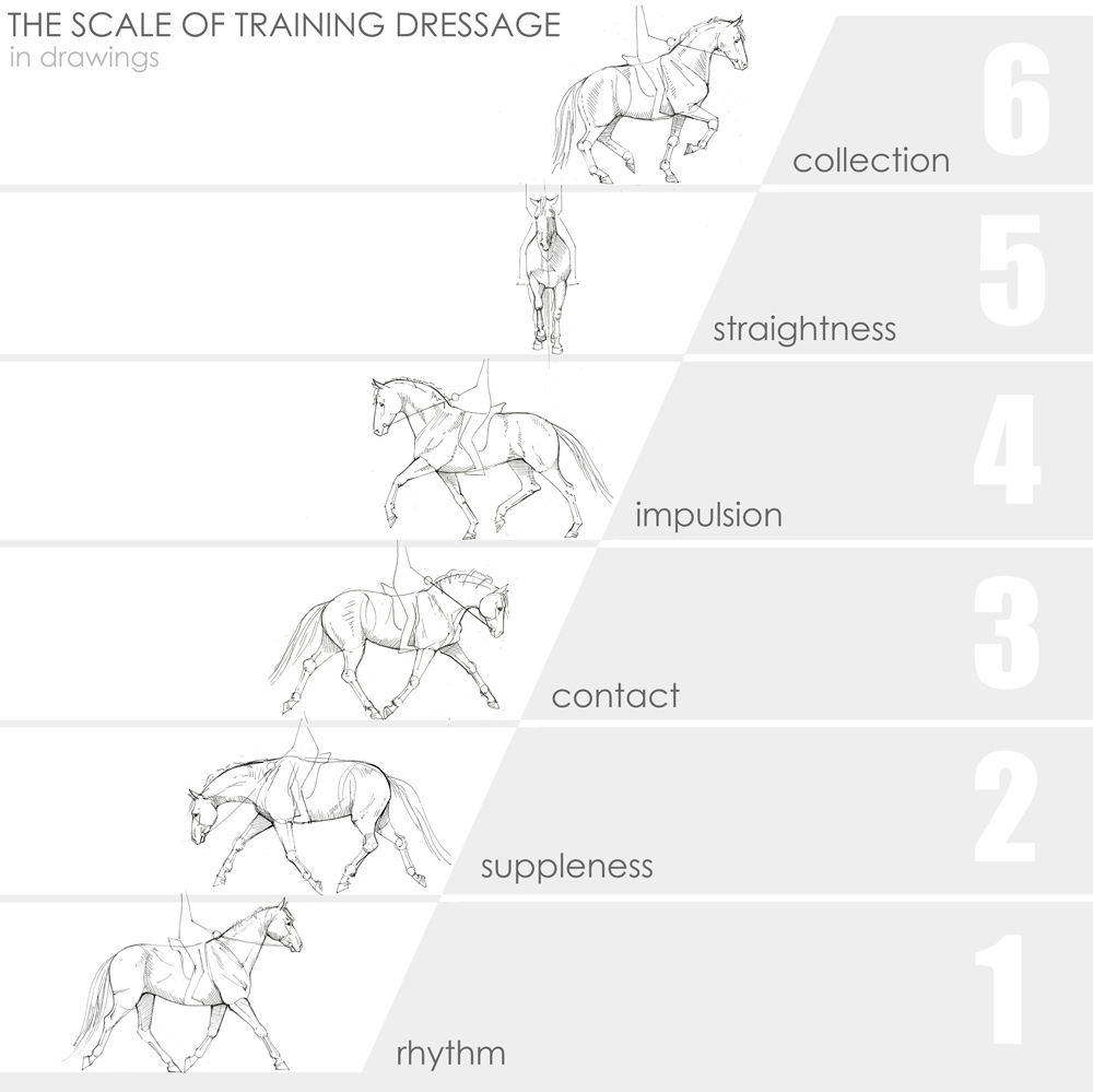 The scale of training dressage in drawings