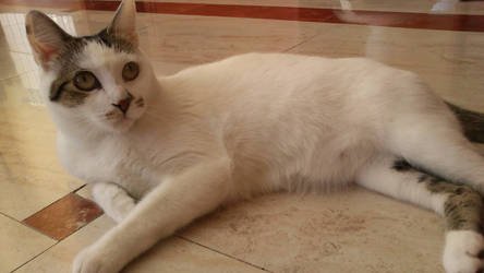 My cat :3