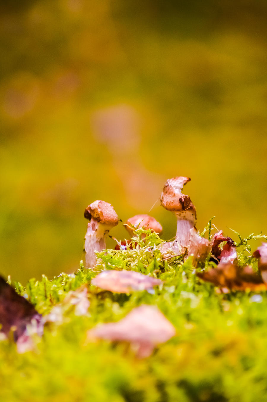 Mushroom in nature