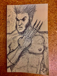 Wolverine pen drawing