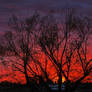 Sunset Through the Willows