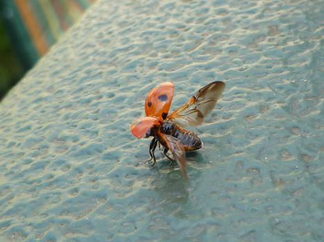 Ladybird Taking Off