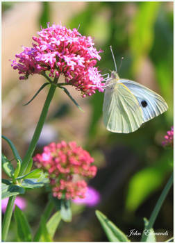 Cabbage White