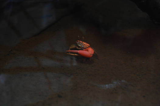 Zoo - CRAB