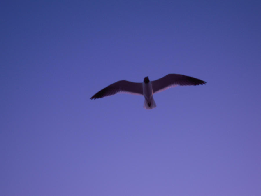 Seagull Overhead