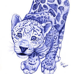 Jaguar sketch