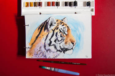 Watercolor tiger