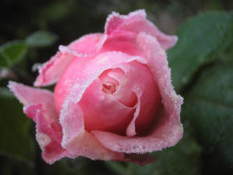 Frozen Rose