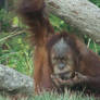 Orang-Utan