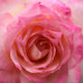 Pink rosee