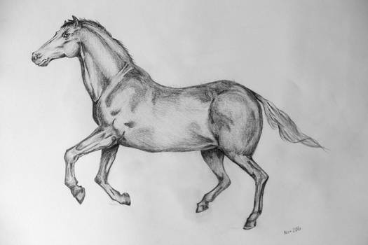 Horse - drawing