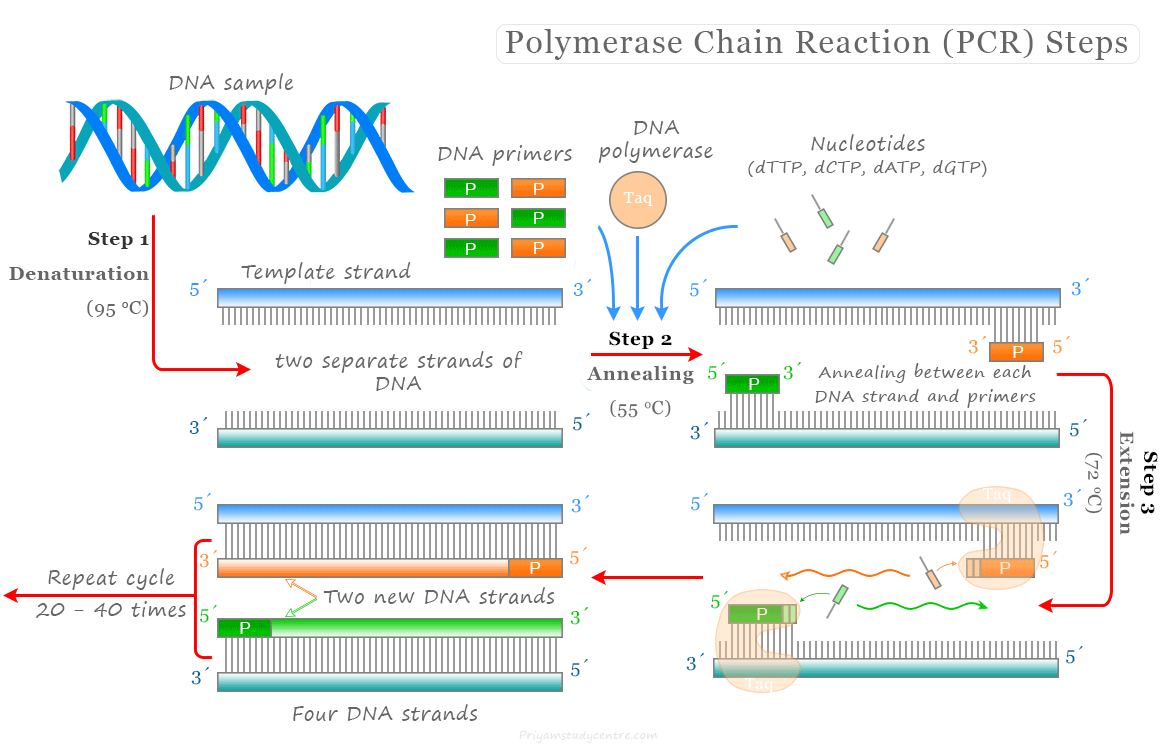 Polymerase Chain Reaction (PCR) by chemistrystudy on DeviantArt