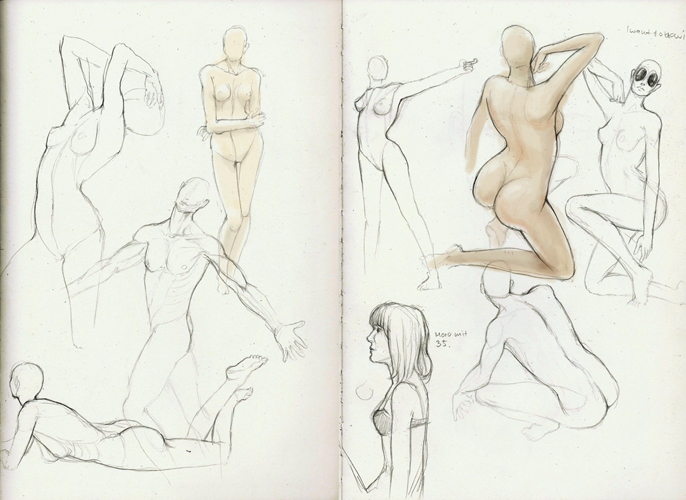 Anatomy Studies