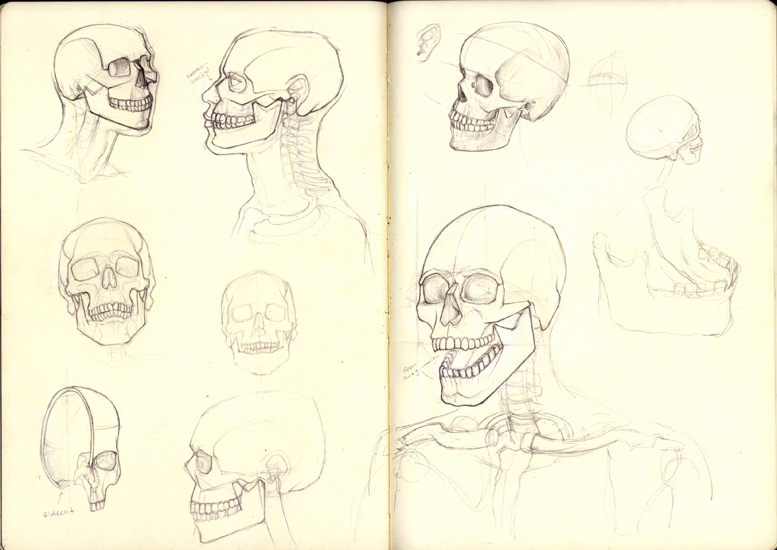 Skull Studies