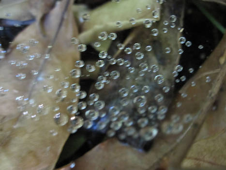 Dewdrops