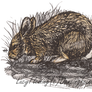 European Rabbit