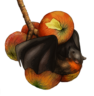 Fruit Bat