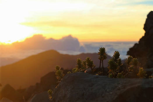 Haleakala Sunrise