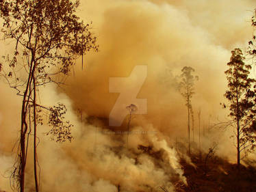 BUSHFIRE SERIES 4