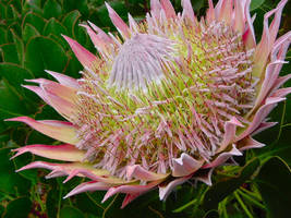 PROTEA