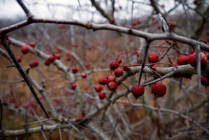 Berries Among Thorns