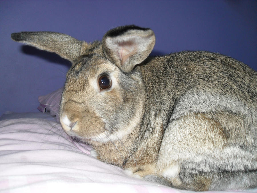 A Startled Rabbit by TheSunnyBunny on DeviantArt