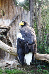 Whitetail eagle