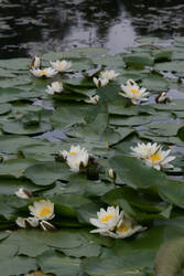 Water Lily Raft