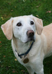 Golden Labrador