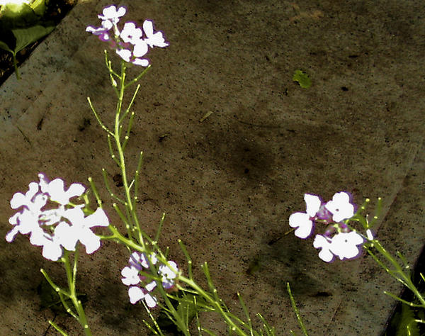 Ultraviolet Flowers