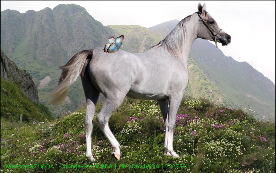 horse idea