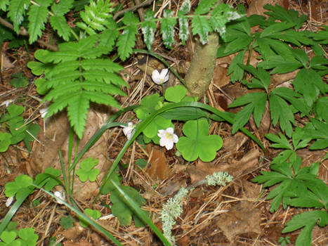 Early photo - Forest Floor