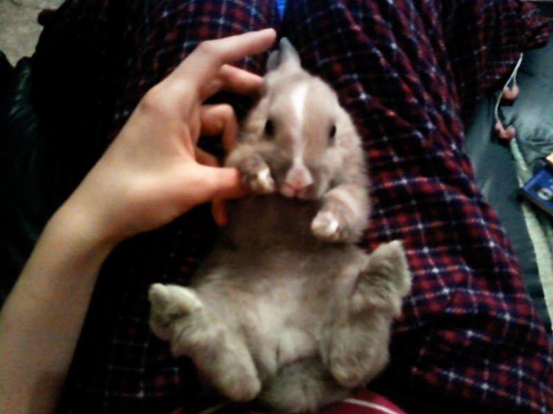 Sleepybuns by TheBunnyCafe on DeviantArt