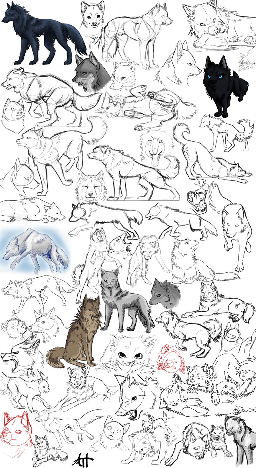 Wolf Sketches