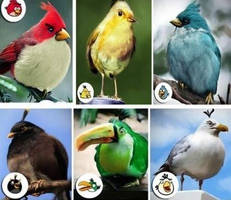 Real Life Angry Birds