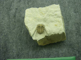 Trilobite