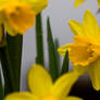 some narcissuses