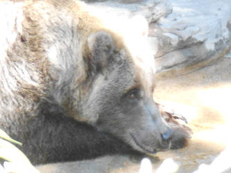 pensive grizzly