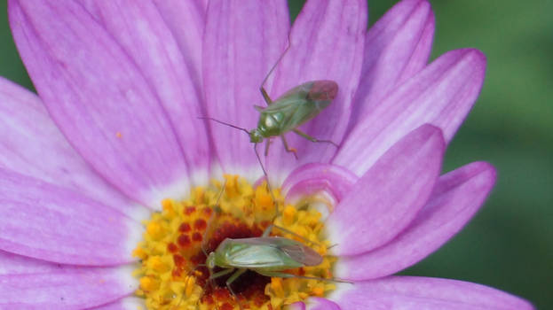 purple and green