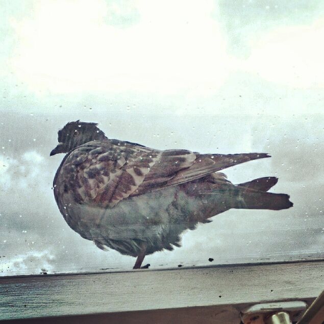 Legged pigeon