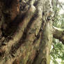 Baum W 5