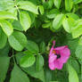 Wild Rose and Bee