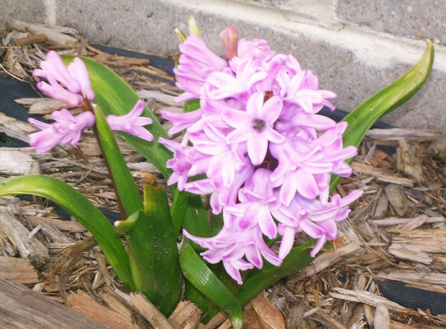 Hyacinth in Bloom